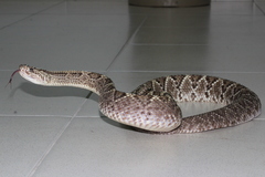 Crotalus durissus ruruima