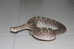 Crotalus durissus ruruima