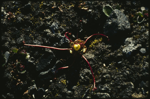 Saxifraga flagellaris ssp. platysepala