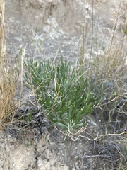 Nerisyrenia linearifolia