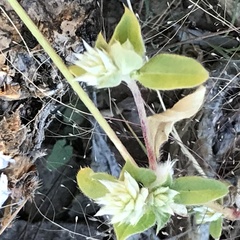 Gomphrena nitida
