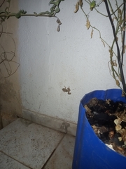 Scinax acuminatus