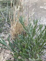 Nerisyrenia linearifolia