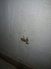 Scinax acuminatus