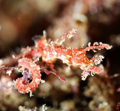 Idiotropiscis lumnitzeri