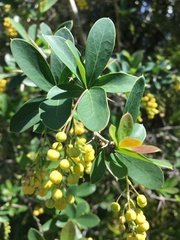 Berberis laurina