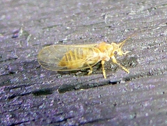 Cacopsylla annulata