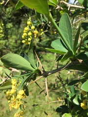 Berberis laurina