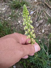 Reseda lutea
