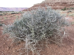 Coleogyne ramosissima