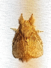 Euglyphis sordida