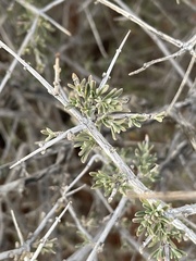 Coleogyne ramosissima