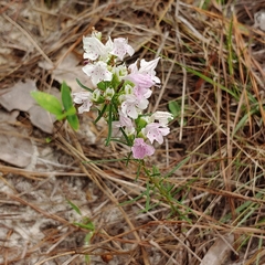 Dicerandra odoratissima