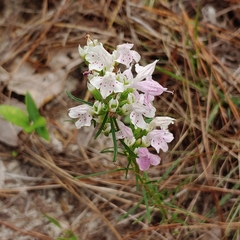 Dicerandra odoratissima
