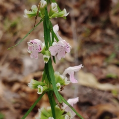 Dicerandra odoratissima