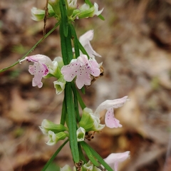 Dicerandra odoratissima