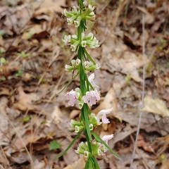 Dicerandra odoratissima