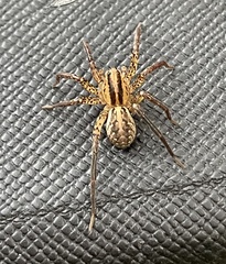Hygrolycosa rubrofasciata