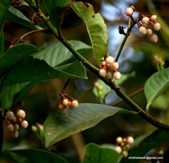 Ardisia solanacea