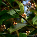 Ardisia solanacea - Photo (c) Chief RedEarth, some rights reserved (CC BY-NC-ND), uploaded by Chief RedEarth