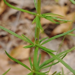 Dicerandra odoratissima