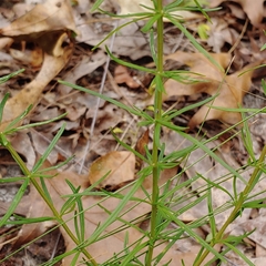 Dicerandra odoratissima