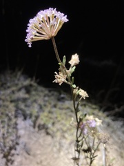 Abronia nealleyi
