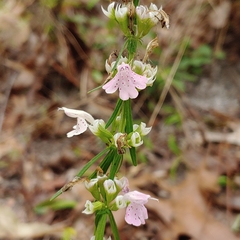 Dicerandra odoratissima