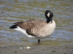 Branta canadensis