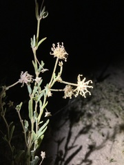 Abronia nealleyi