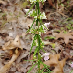 Dicerandra odoratissima