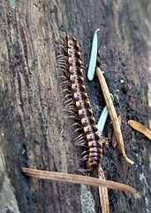 Kepolydesmus anderisus