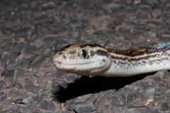 Epicrates maurus