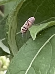 Hypselonotus punctiventris