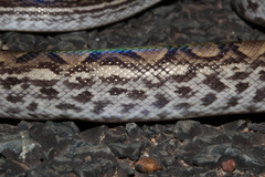 Epicrates maurus