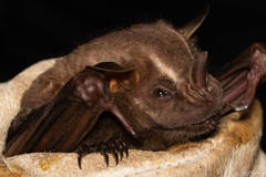 Artibeus jamaicensis