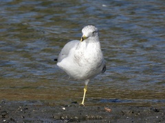 Larus delawarensis