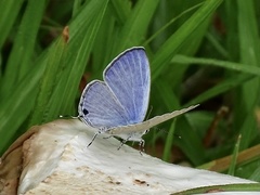 Catochrysops