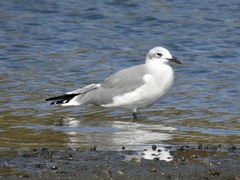 Leucophaeus atricilla