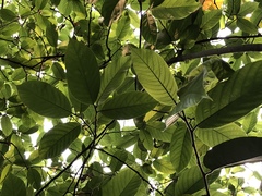 Artocarpus lacucha