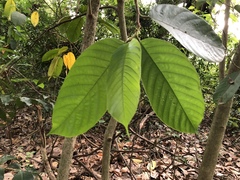 Artocarpus lacucha