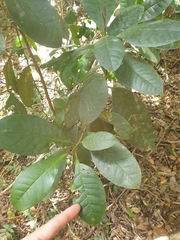 Quintinia verdonii