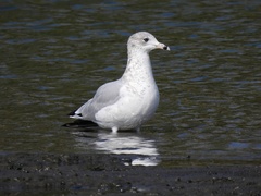 Larus delawarensis