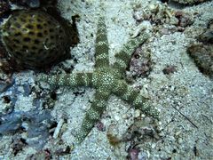 Nardoa tuberculata