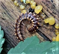 Kepolydesmus anderisus