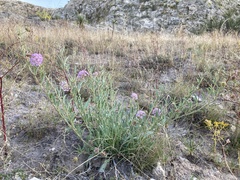 Abronia nealleyi