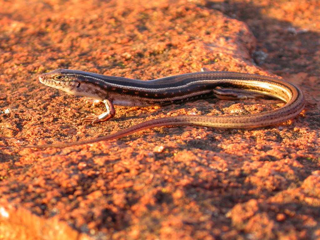 Stern Ctenotus