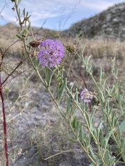 Abronia nealleyi