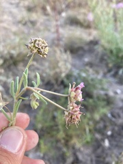 Abronia nealleyi