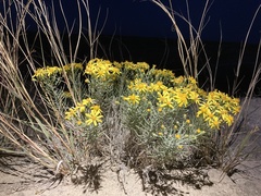 Senecio warnockii